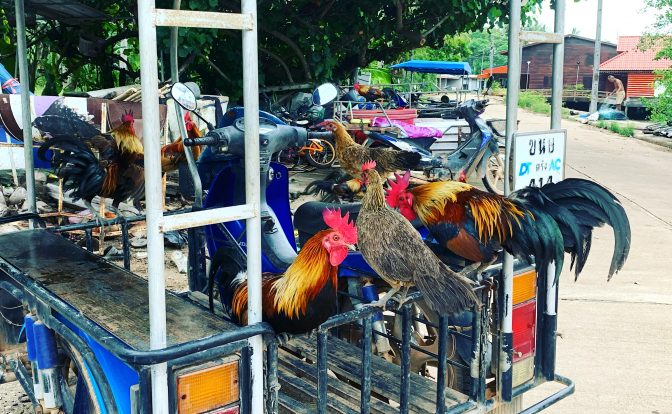 Hühner und Hähne auf einer Motorrad-Kutsche